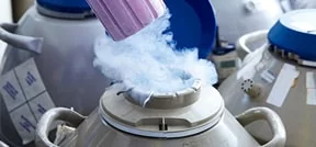 冷冻胚胎的运输 冷冻胚胎的运输